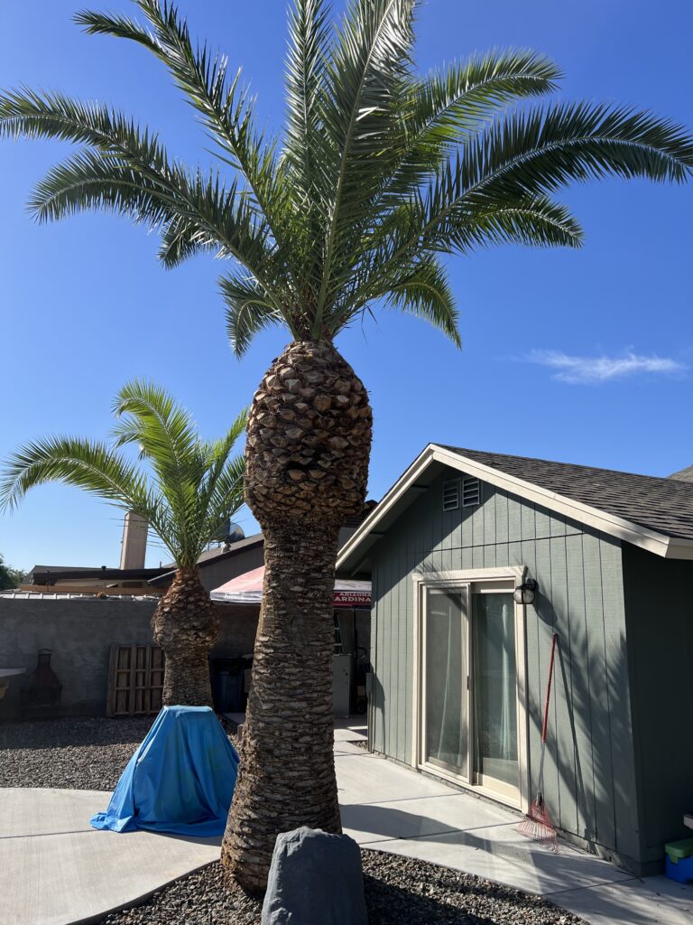 palm_tree_trimming_services_across_chandler_arizona