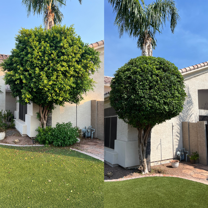 tree_trimming_services_chandler_arizona